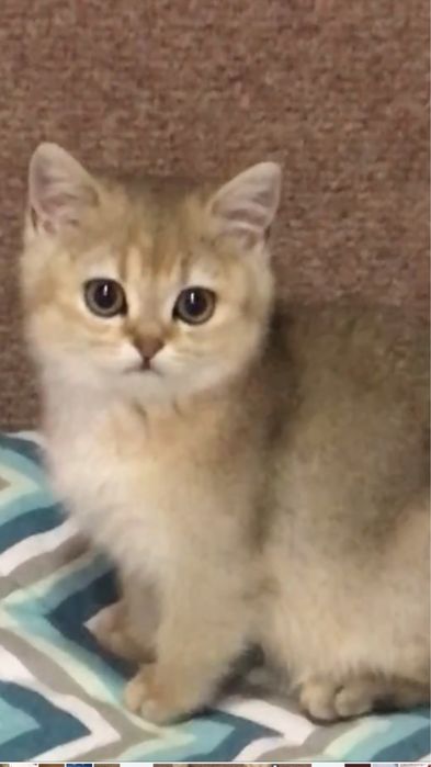 Котята британцы ,золотая шиншила