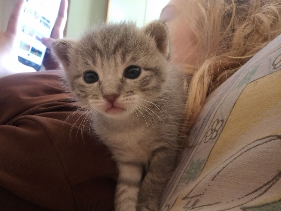 Продам сіамське кошеня 1,2 місяця