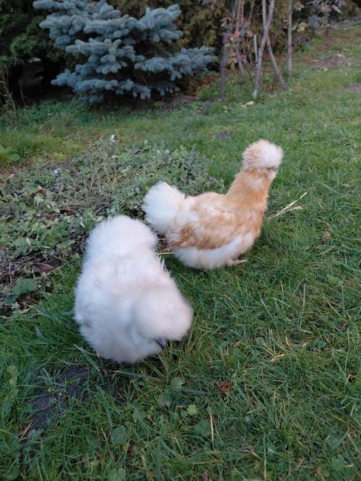 Kury silki jedwabiste