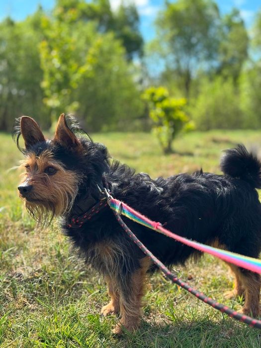 Szorstkowłosy, bystry i żywiołowy terrier Ron