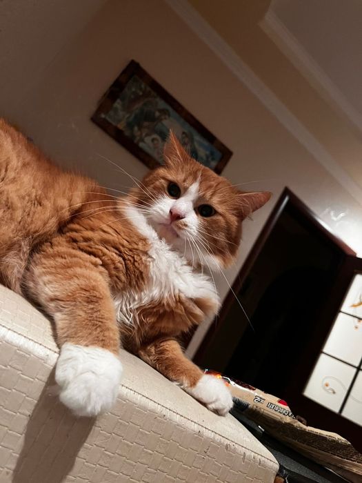 Віддам котика у Добрі руки:)гарно себе поводить дуже грайливий)))