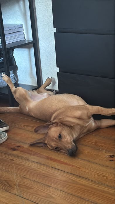 Cão para doar muito brincalhão