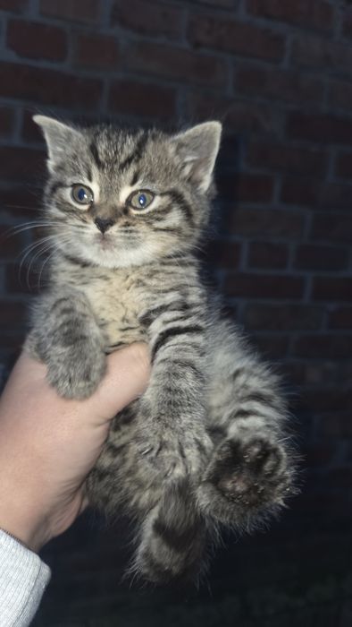 Котики безкоштовно
