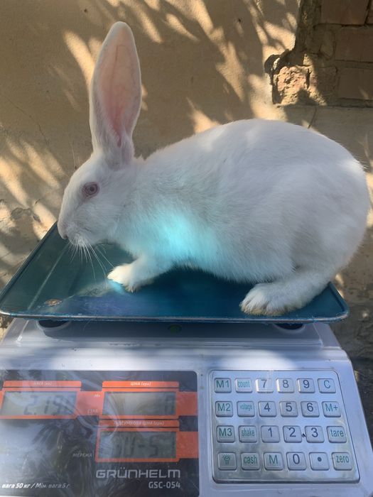 Термонці, кролики 2 місяці