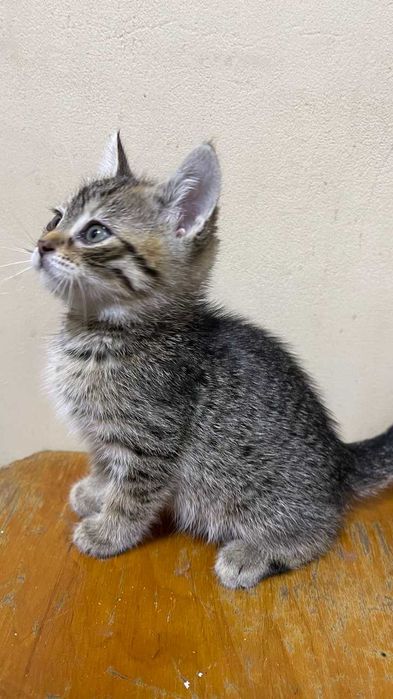 Котята, мальчики, ищут любящих хозяев