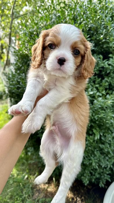 Кавалер Кінг Чарльз Спаніель