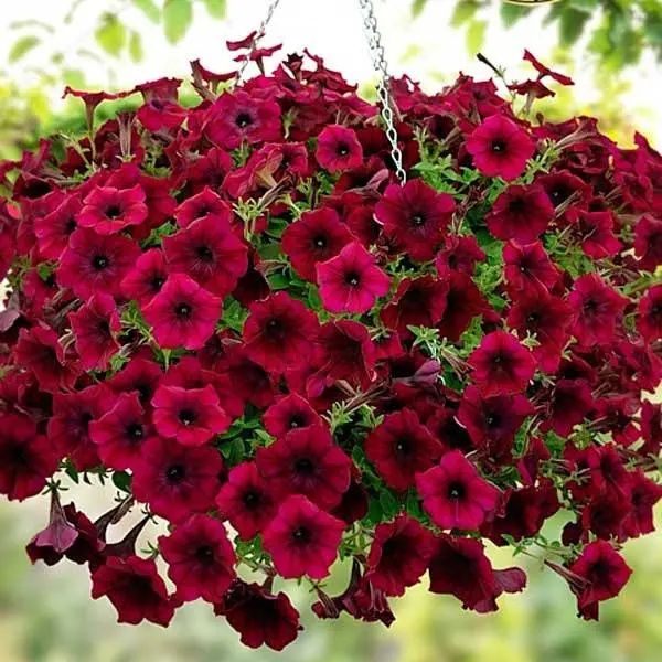 Насіння ампельної і кущової пітунії