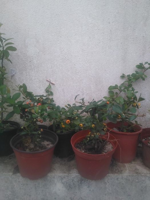 plantas de Pyracantha