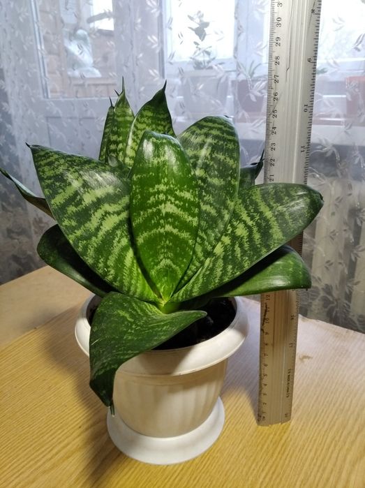 Цветы. Квіти кімнатні