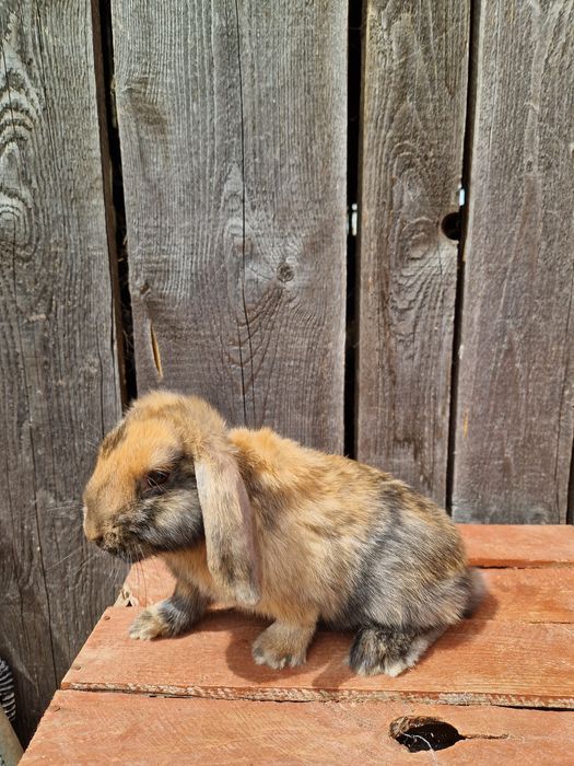 Karzełki baranki Mini Lop