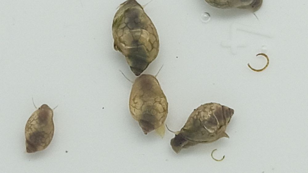 Caracóis de aquário Physa