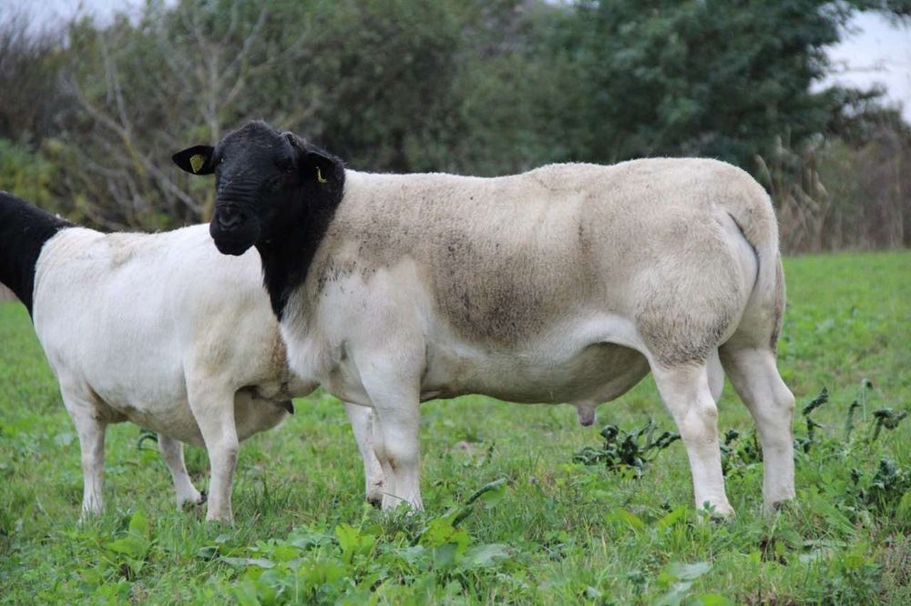 Дорпер племінний