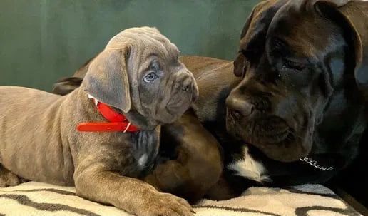 Чудові сірі цуценята Кане Корсо