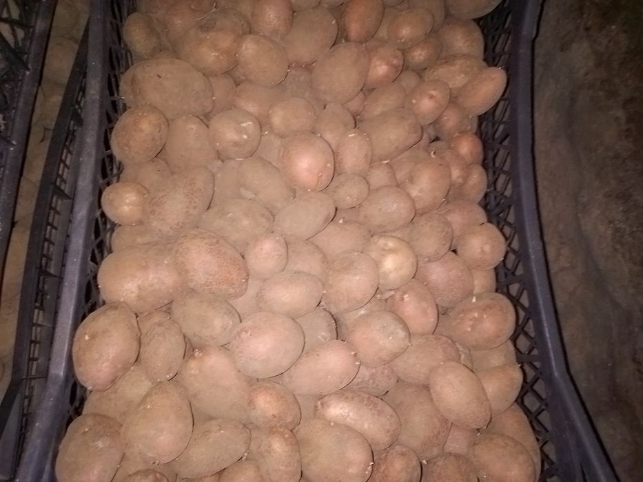 Продам насіннєву картоплю фотинія
