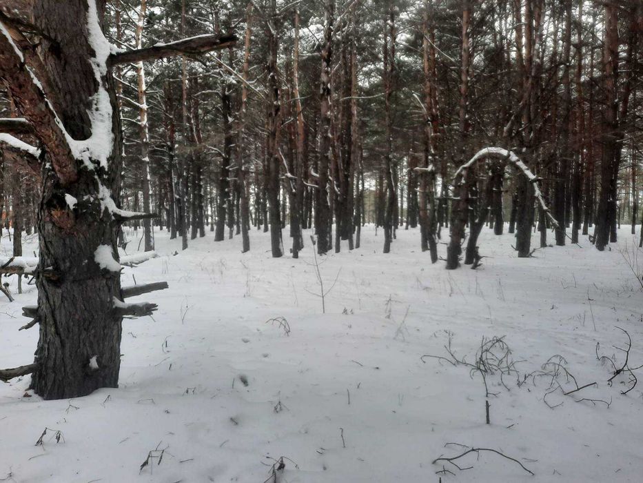Продаж ділянки, с. Нижча Дубечня (під садівництво)