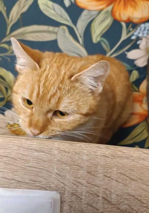 Kotka Maja szuka kochającego domu