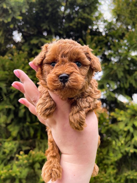 Хлопчик той пудель