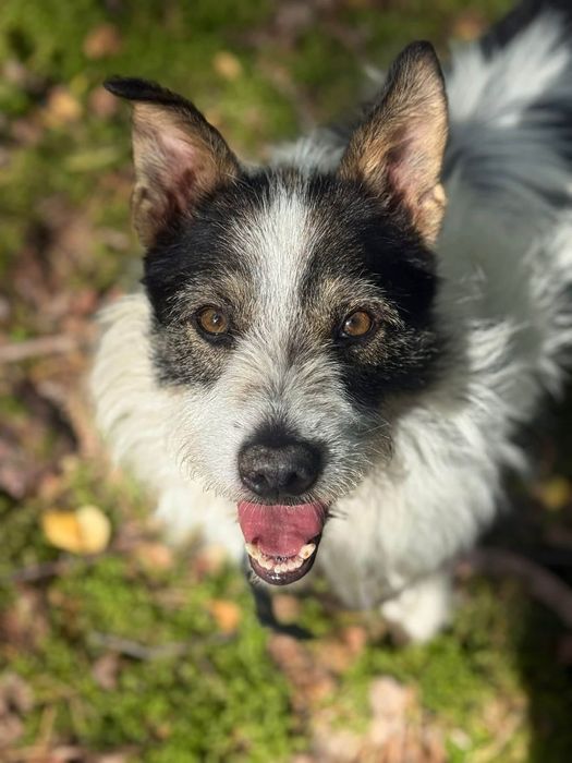 Szorsciak do adopcji piesek terrier