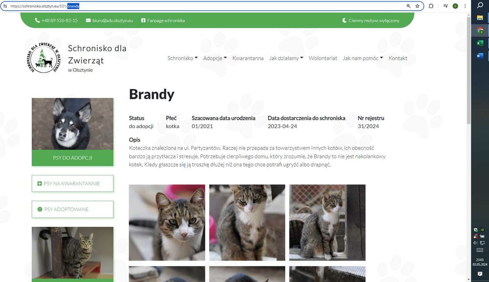 List do Św. Mikołaja – bezdomna kotka BRANDY / Olsztyn