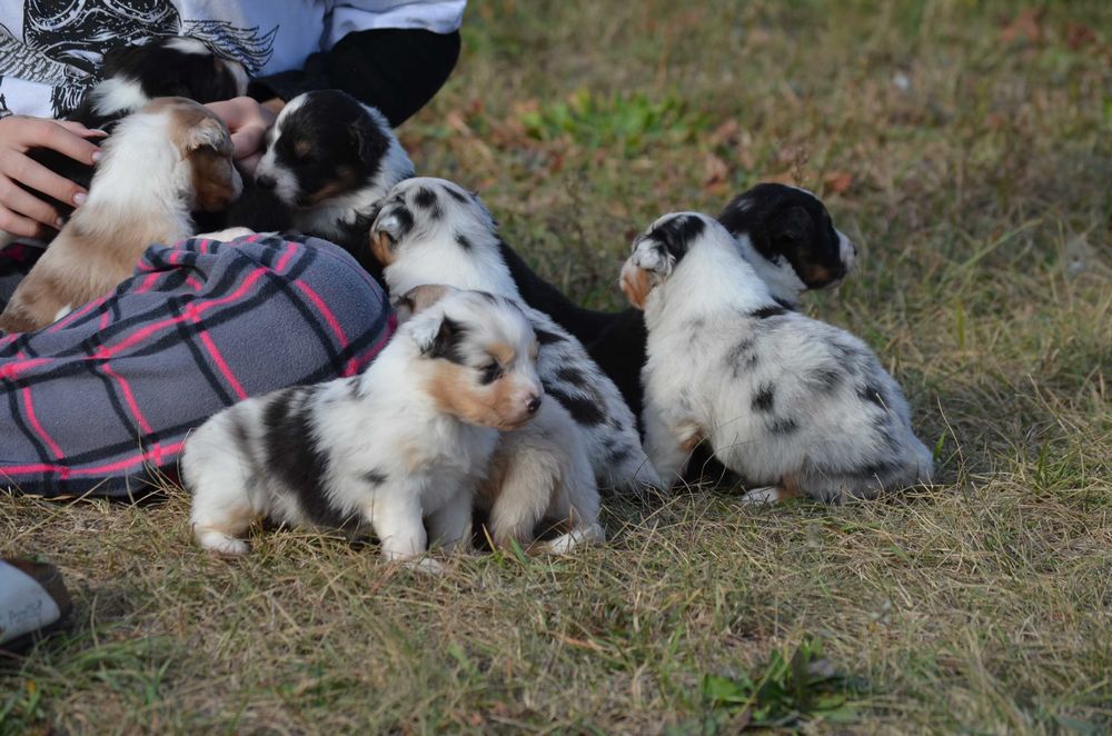 Ауссі/Австралійська вівчарка!Київ,або відправлю. Є "Оплата частинами"