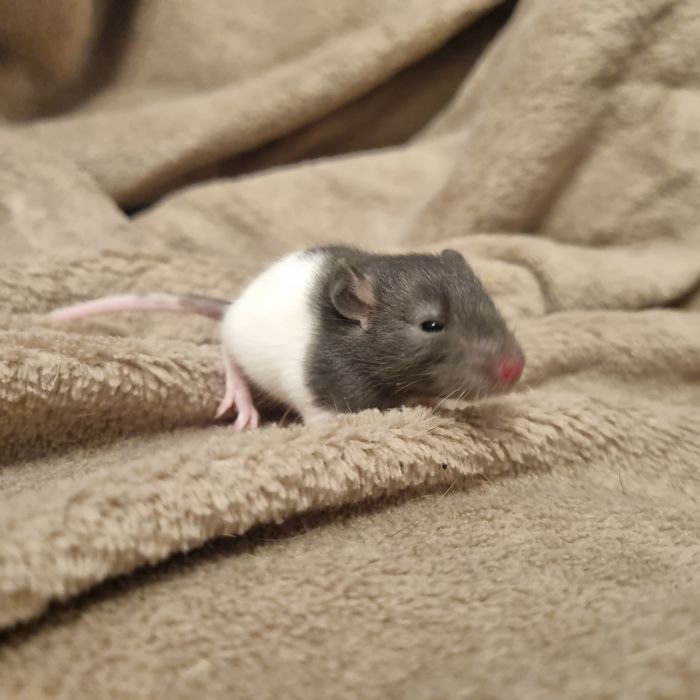 Szczury młode samce samice