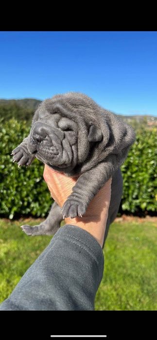 Sharpei creme Lindo!Top
