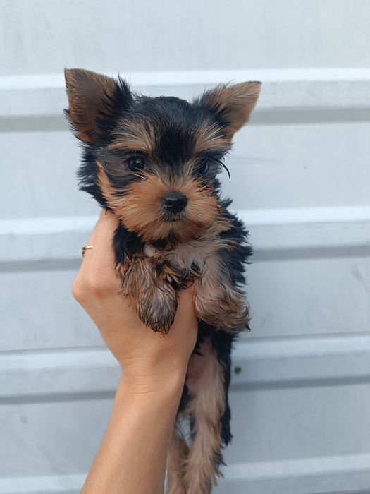 Йорки мини щенки Одесса