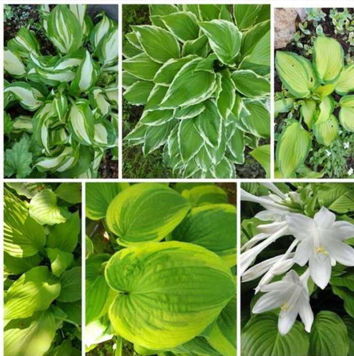 Хости варієгантна  хоста багаторічники