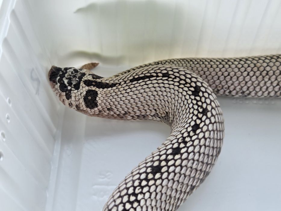 Samica Heterodon nasicus zachodni Super Arctic Super Conda het albino