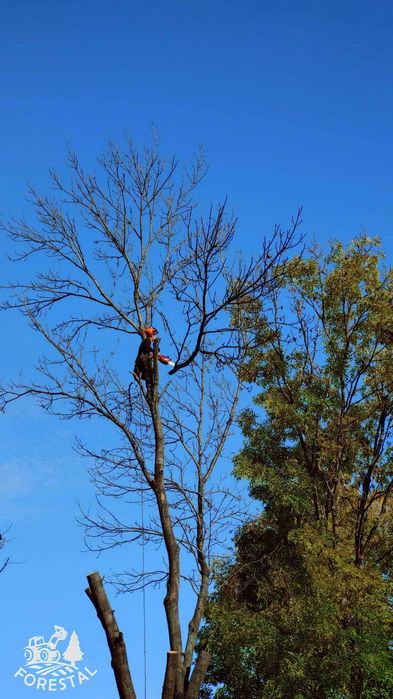 Mulczer leśny, wgłębny, wycinka drzew, rekultywacja,