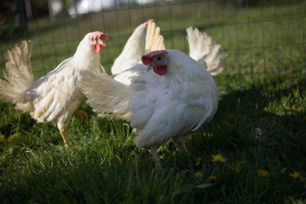 Kurka nioska rasa Tetra tintet z jajkiem