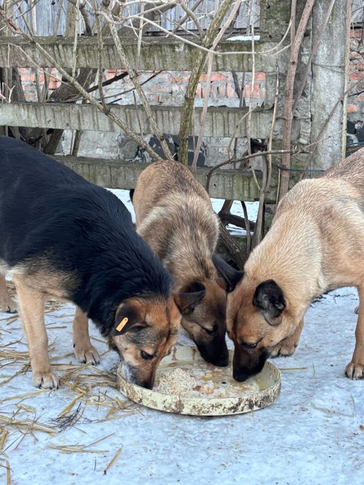 Дівчатка схожі на малінуа в добрі руки