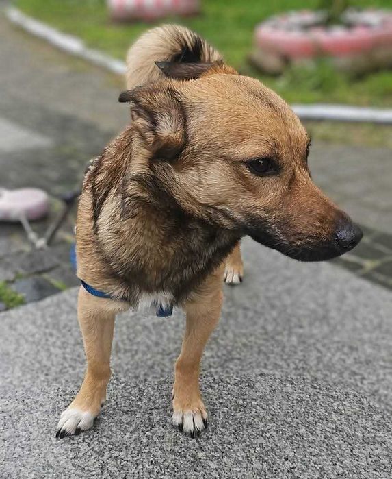 Lisek do adopcji