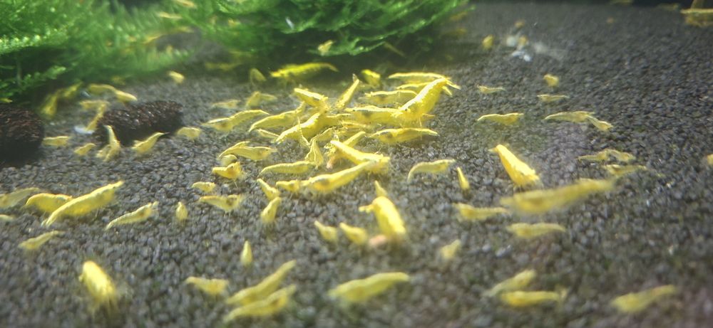 Krewetki neocardina yellow