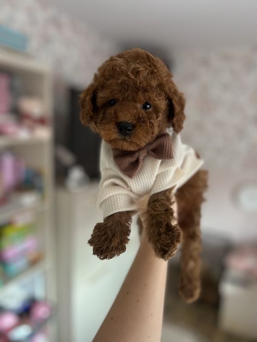 Pudel red toy/miniaturka chłopak