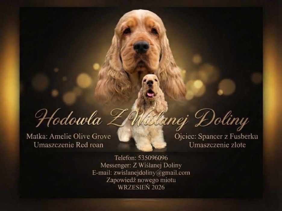 Cocker spaniel angielski