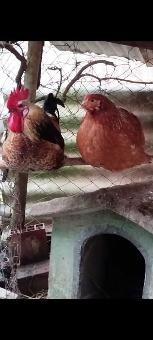 Garnizé muito bonito