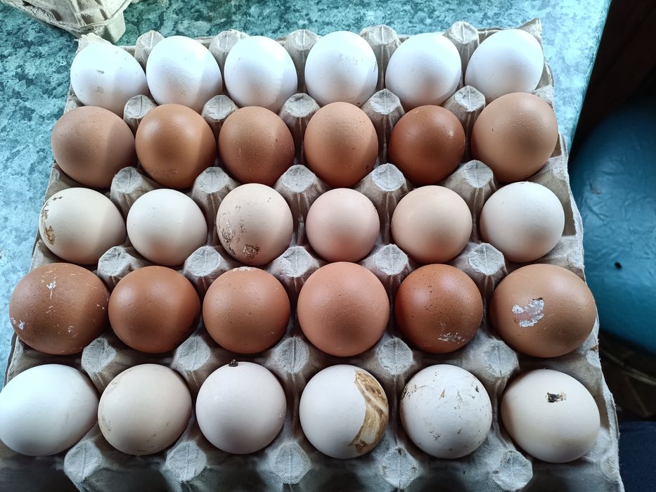 Sprzedam Jajka wiejskie