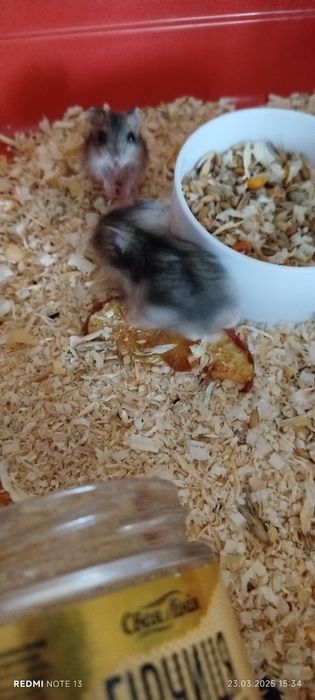 Хом'які порода джунгарики