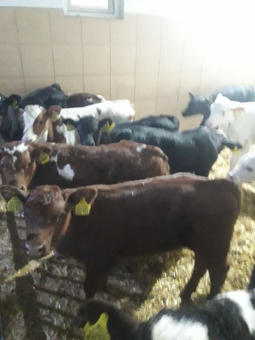 sprzedaż cielaków polskich Dobrodzień