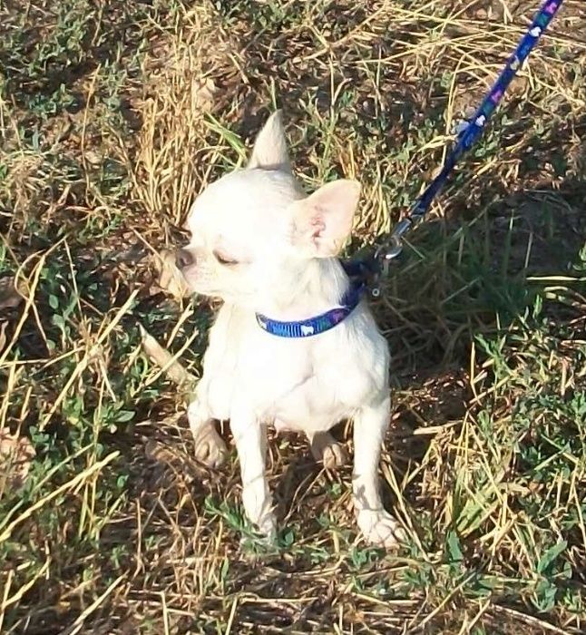 шикарные кобели от мини до стандарта чихуахуа вязка