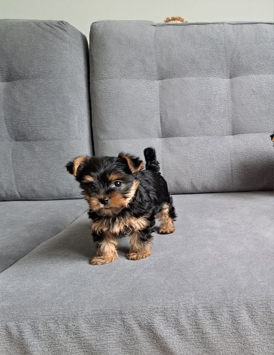 York  Yorkshire terrier  piesek  mały