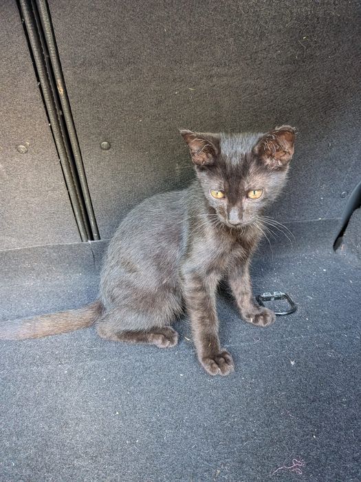 Gatinhos para adoção