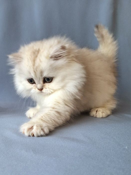 Срібляста шиншила хайленд.