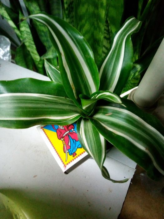 Продам Драцену Сандерса