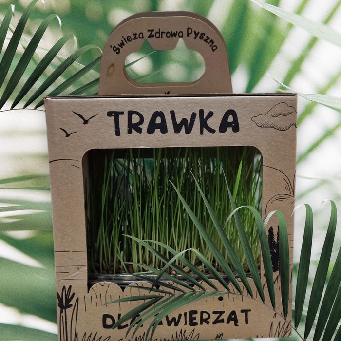 Ekologiczna trawka dla kota i innych zwierząt