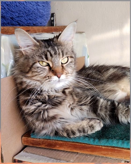 Кішечка,кішка,дівчинка,метис мейн куна,стерилізована,ніжна,ласкава