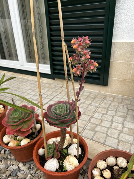 Vendo duas plantas cato rosa pedra.
