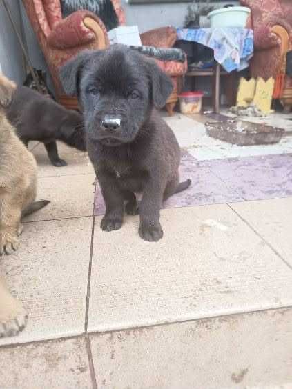 8-tygodniowe maluchy do adopcji – pieski i suczki