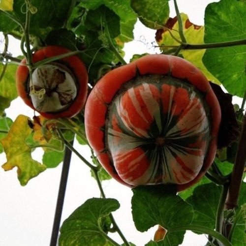 5 Sementes de Abóbora Turbante Turca - Cucurbita maxima